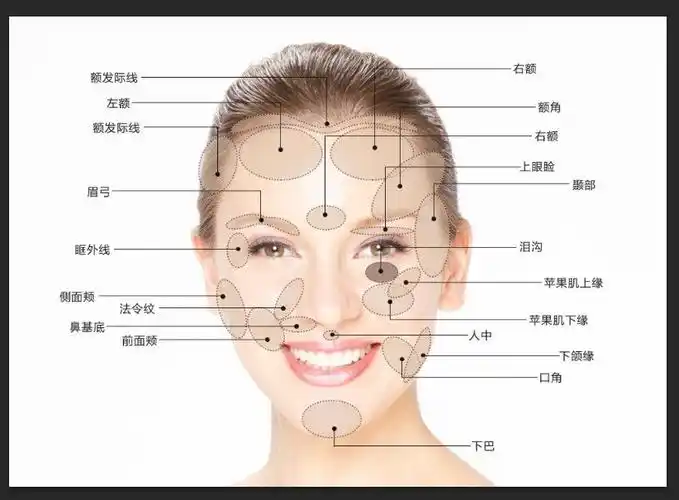 基础的面部部位,比例示意图,可自行观看了解