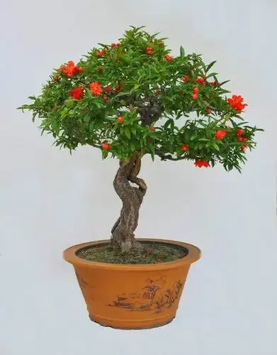 山东石榴盆景|山东石榴苗