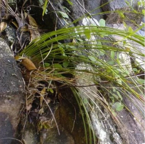 龙须草:敢在龙须之上做文章