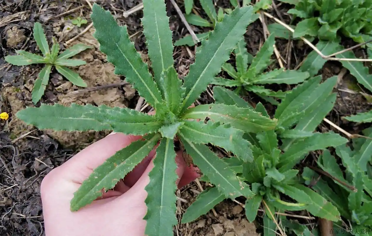 路边一种小"野草",浑身带刺,人称"刺儿菜",不起眼营养高