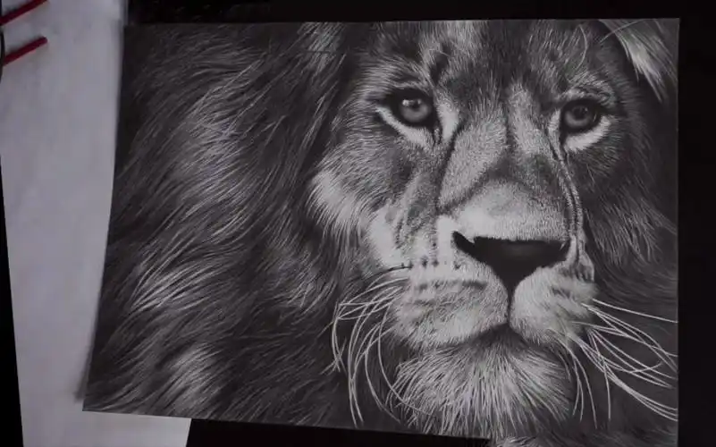 【素描】charels laveso教你用铅笔绘画逼真狮子毛发细节 合集