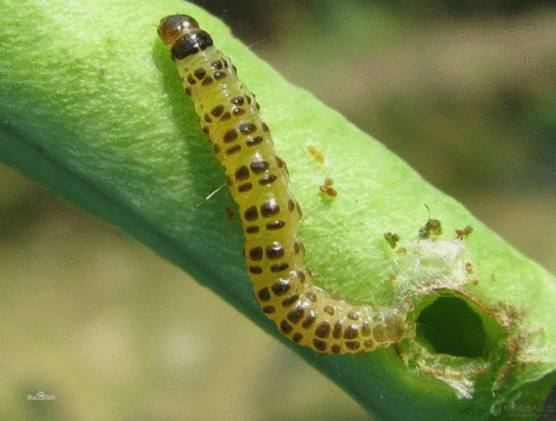 在适温条件下,湿度对其发生的轻重有很大影响,雨量多湿度大则虫口少