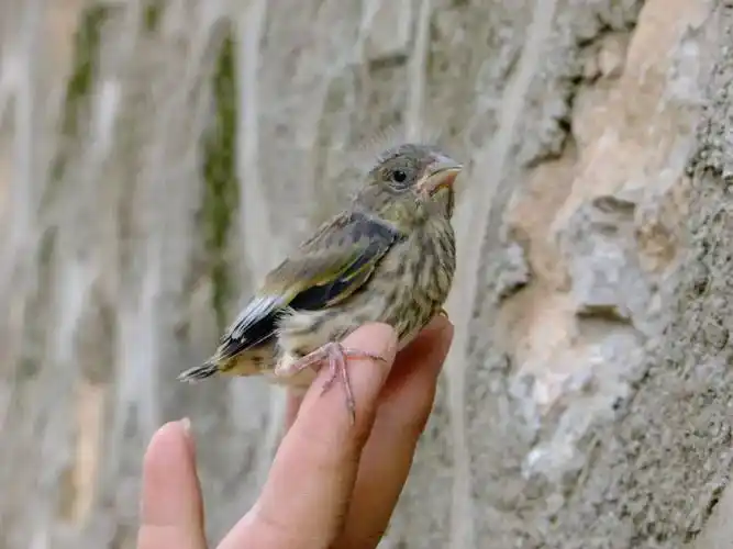 离巢不久的金翅雀幼鸟