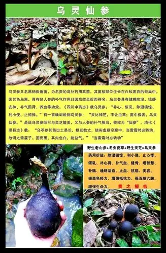 其它 药中瑰宝———乌灵参 写美篇看到这里的您应