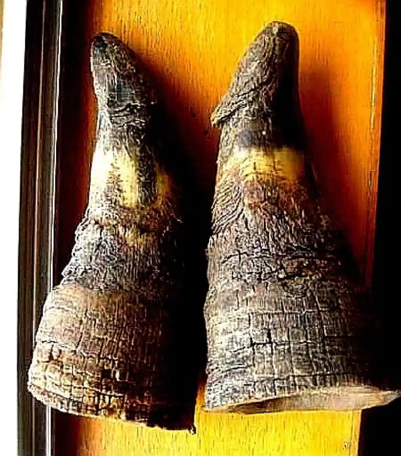 犀牛角与水牛角在药效的不同 水牛角和犀牛角都被认为有一定的药用