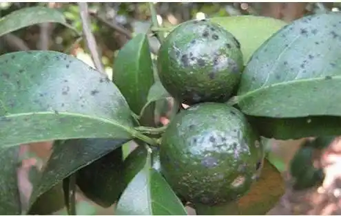 柑橘煤烟病怎么识别为啥发病又该如何防治呢