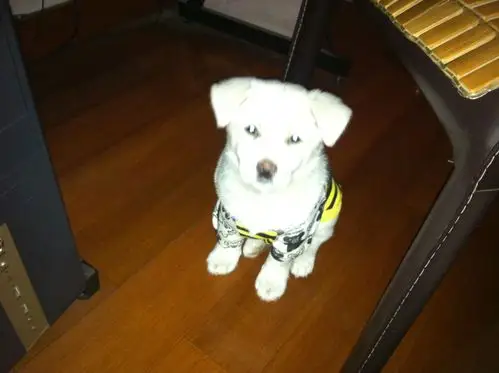 这是一只什么品种的狗狗?