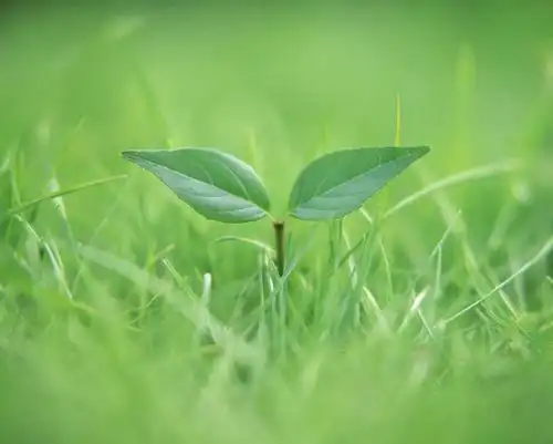 度假,草地,美景,植物,叶子,两片,环保,朦胧,模糊,纹理,景观,绿叶,嫩苗