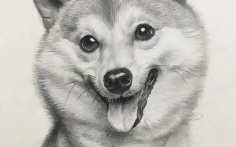 【素描动物】一只柴犬