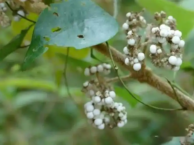 大自然】第231期:枇杷叶紫珠_植物_叶片_紫色