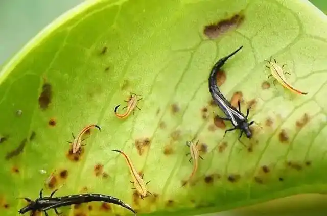 养月季花最不缺的就是虫害蓟马很难清除要怎么防治