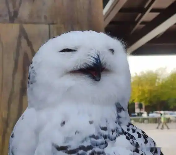 满身是戏的表情帝.