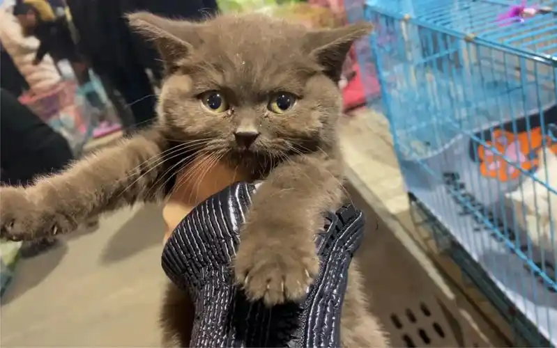 一百块钱一只的巧克力色英短你见过吗?简直太便宜了