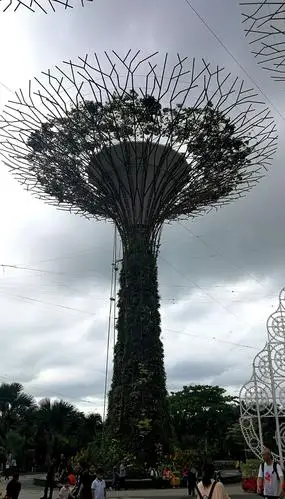 太阳树,这是我给它起的名字.