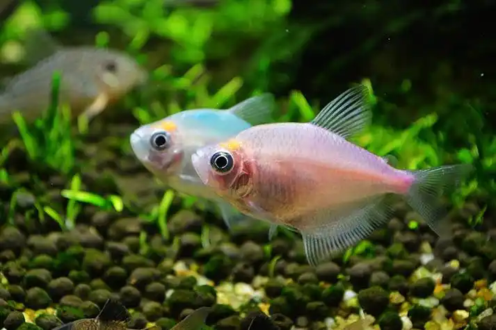 天弗彩裙鱼彩虹鱼彩旗热带鱼观赏鱼活体鱼苗新手群游鱼淡水好养接吻鱼