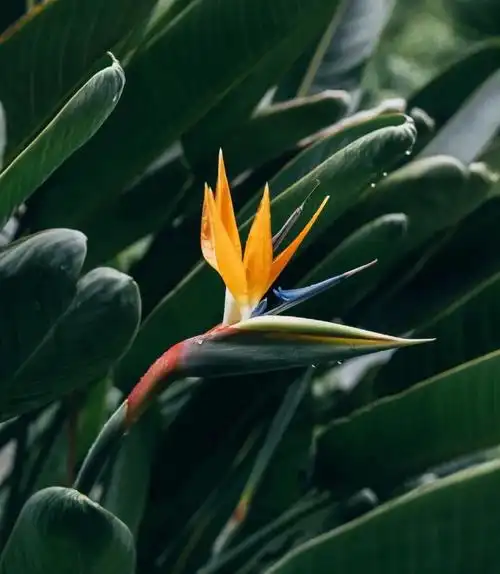 天堂鸟带着美好的吉祥和祝愿给家庭好运