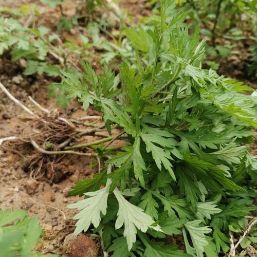 野生食用艾草苗青团糍粑艾草叶可阳台盆栽室外种植泡脚泡澡
