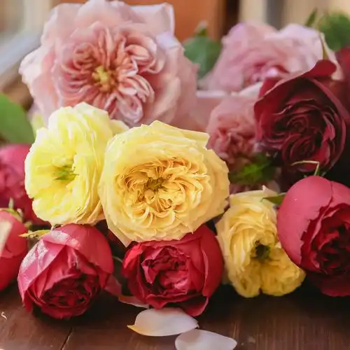 乐作flora鲜花云南直发稀有玫瑰奥斯汀花型任意鲜花速递同城