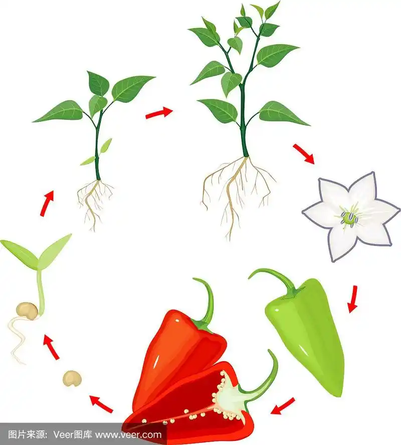 辣椒植物的生命周期.