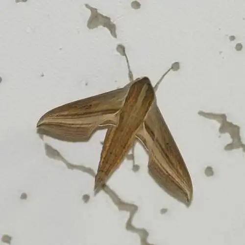 特性: - 绿手指 - 最专业的养花app