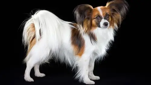 极具独占心的蝴蝶犬