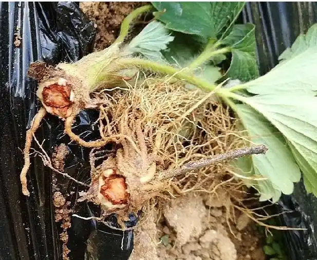 草莓病害之红中柱根腐病