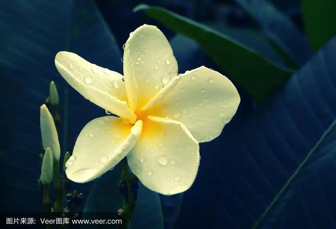 雨后带露珠的鸡蛋花清新的春天自然壁纸背景