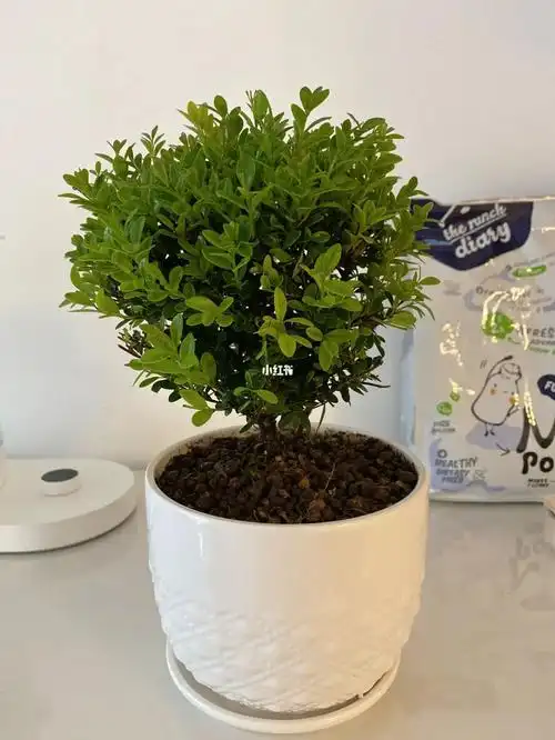 招财好养活的绿植-小叶赤楠