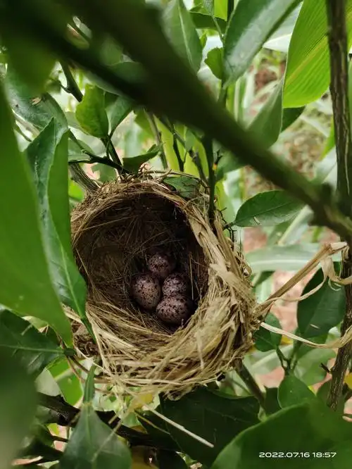 求告知这是什么鸟蛋呀
