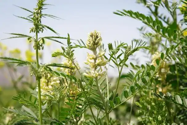 黄芪可以与许多其他植物,草药和食材搭配泡水,以增强其功效和口感.