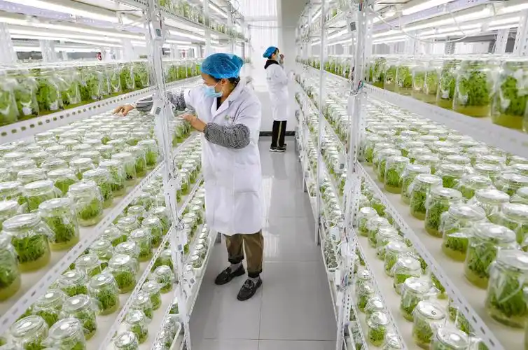 张北县马铃薯基础苗培育忙