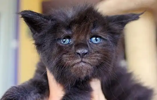 视频:"人脸"猫走红网络 五官长相酷似人类惊呆网友