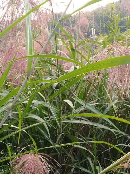最美芒草花公路