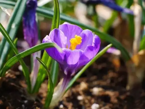 crocus学名:crocus sativus科属名:鸢尾科番红花属花语:清廉花色:紫