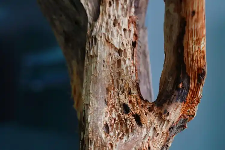 图虫静物摄影:枯木朽株-搜狐大视野-搜狐新闻