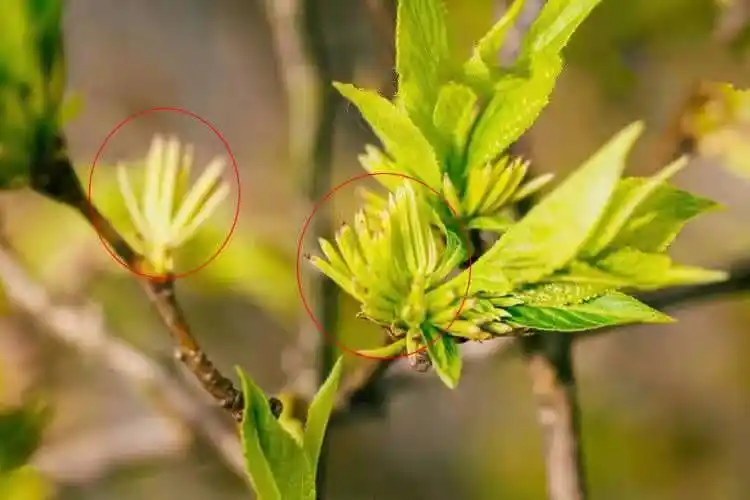 杜仲雄花茶野生特级杜仲雄花茶男性雄花中药杜仲花杜仲茶杜仲雄花茶