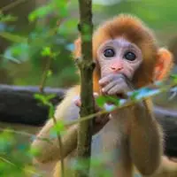 可爱猴子头像在山上惹人喜爱的猴子图片