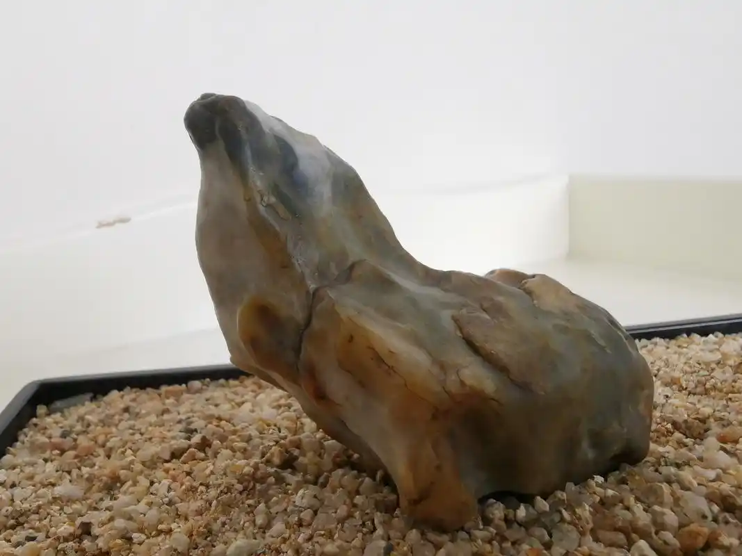 奇石为象形石,玛瑙籽料原石,出自新疆奇台恐龙沟附近的戈壁滩上.