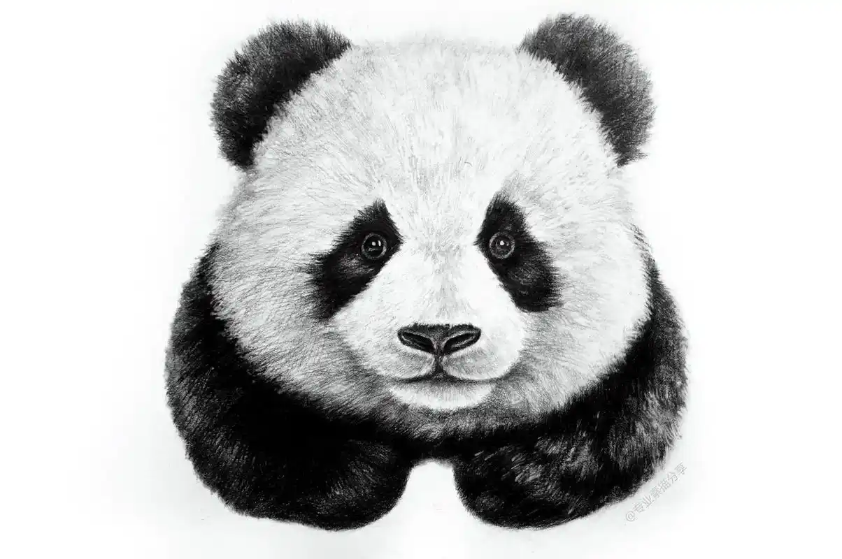 素描大熊猫步骤.1.打形,切出外形,定好五官. 2.大熊猫有 - 抖音