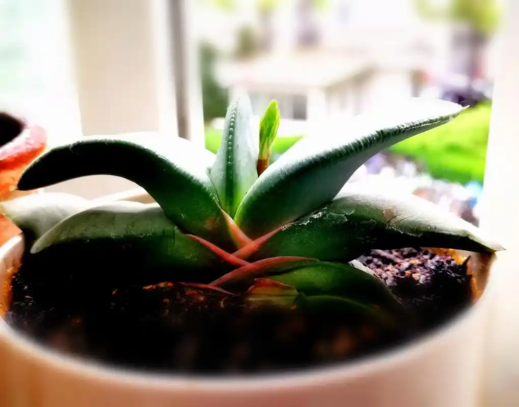 花期多肉植物-卧牛,叶片厚且质硬,排列紧密,叶面具有许多小 - 抖音