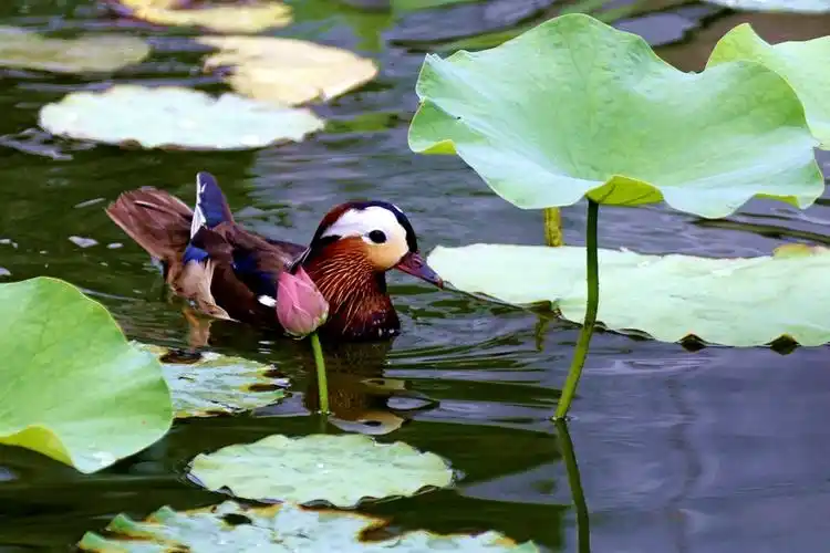鸟鸳鸯之二戏荷图