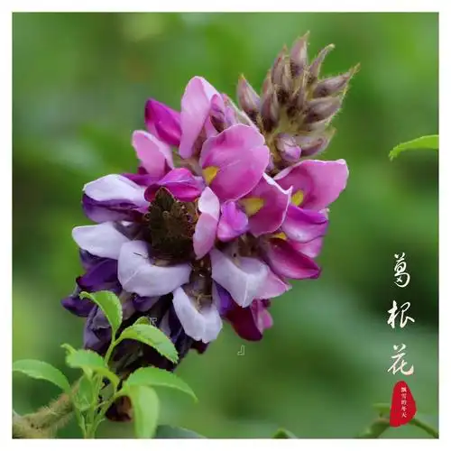 山野中的葛根花