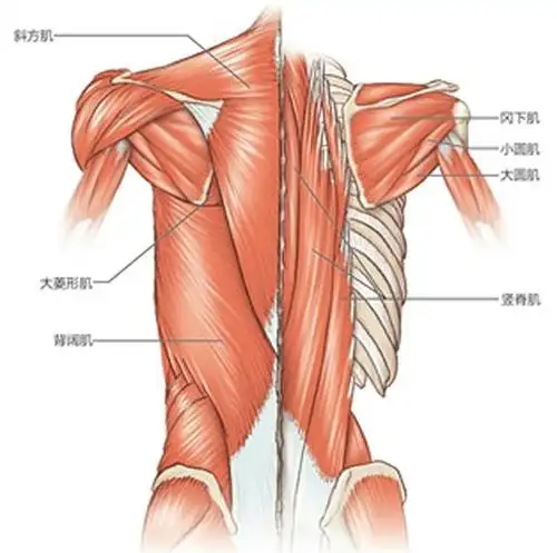 运动城丨让肩部一键重启,才能动"颈"自如(内附肩颈按摩操)