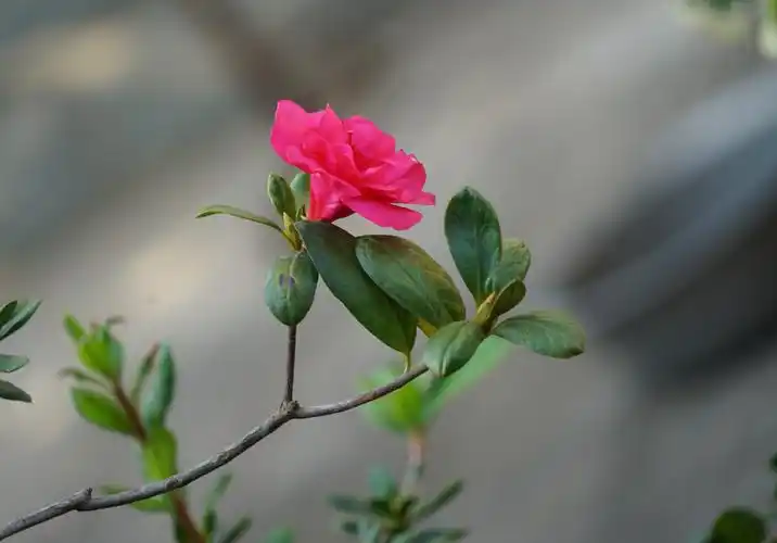 吉祥如意满堂福 ,富贵平安合家欢