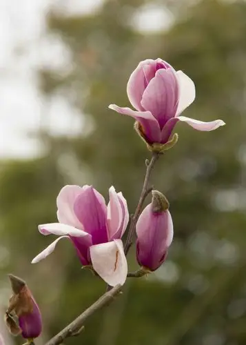 红运玉兰,花色外紫内粉,先花后叶,开放时满树紫色,蔚为壮观.