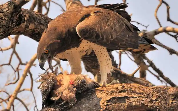 p>猛雕又名战雕,军雕.赞比亚国鸟.