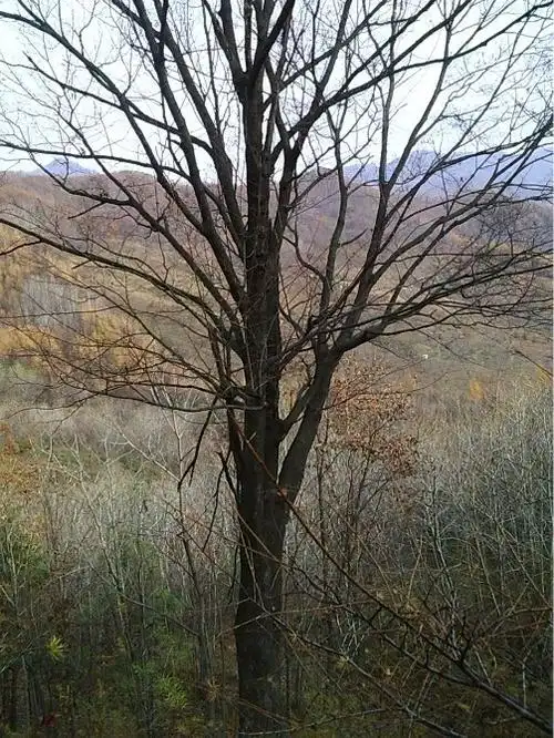 三角枫,五角枫,七角枫,九角枫,元宝枫,百年山楂树,拧筋槭,云杉