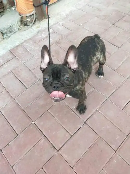 求大神帮我看看这法斗纯不纯面相怎么样