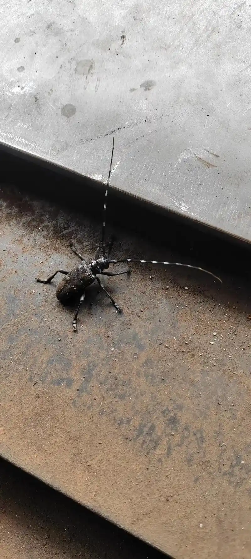 我是四川的,小时候叫它"铁牛",你们叫它什么呢?#难得一见  - 抖音