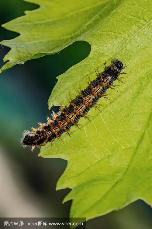 蝴蝶的幼虫